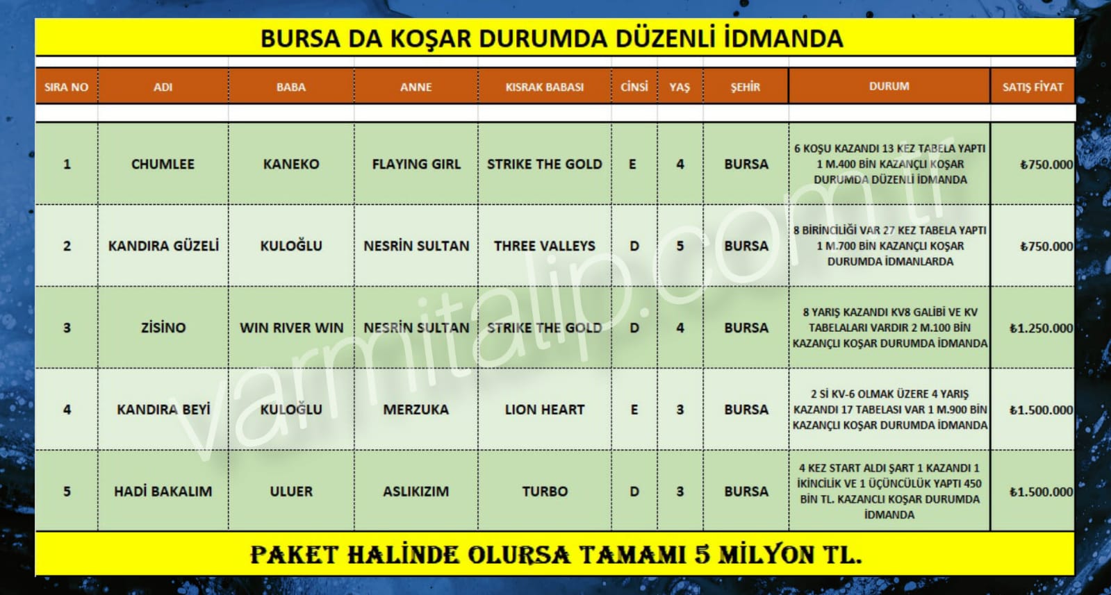 Bursa da Koşar durumda Düzenli idmanda hepsi Kazanmış Atlar